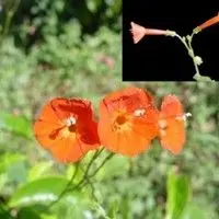 Corda de viola