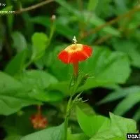 Corda de viola
