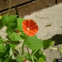 Corda de viola