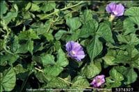 Corda de viola