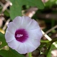 Corda de viola