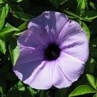 Corda de viola