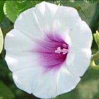 Corda de viola