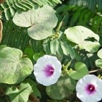 Corda de viola