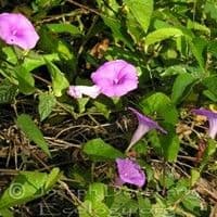 Corda de viola