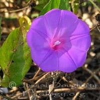 Corda de viola