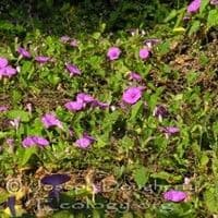 Corda de viola