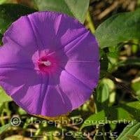 Corda de viola