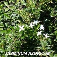 Jasmim do cerco