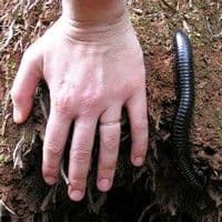 Piolho de cobra