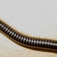 Piolho de cobra