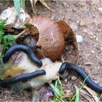 Piolho de cobra