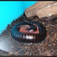 Piolho de cobra