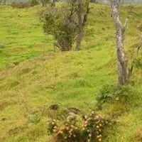 Cambará