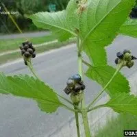 Cambará