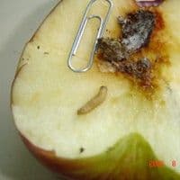 Traça das frutas