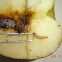 Traça das frutas