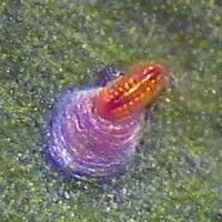 Cochonilha escama vírgula