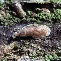 Cochonilha escama vírgula