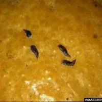 Cochonilha escama vírgula