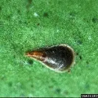 Cochonilha escama vírgula