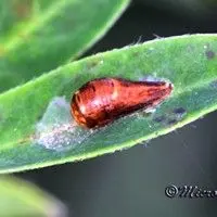 Cochonilha escama vírgula