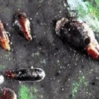 Cochonilha escama vírgula