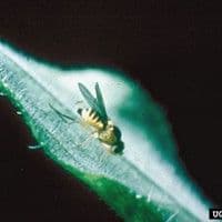 Larva minadora