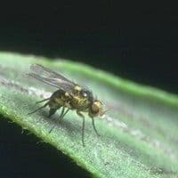 Larva minadora