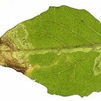 Larva minadora
