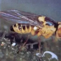 Larva minadora