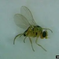 Larva minadora