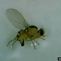 Larva minadora