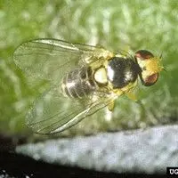 Larva minadora