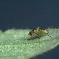 Larva minadora