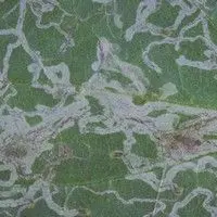 Larva minadora