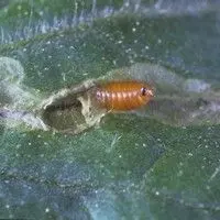 Larva minadora