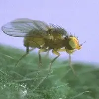 Larva minadora