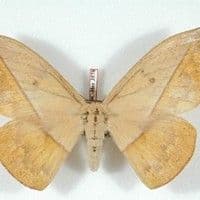 Lagarta urticante