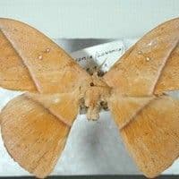 Lagarta urticante