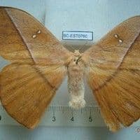 Lagarta urticante