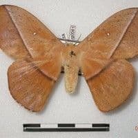 Lagarta urticante