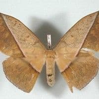 Lagarta urticante