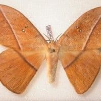Lagarta urticante