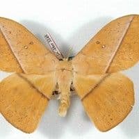 Lagarta urticante