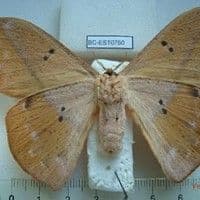 Lagarta urticante