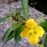 Ludwigia