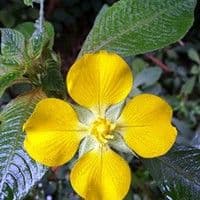 Ludwigia