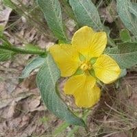 Ludwigia