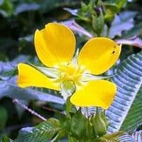 Ludwigia